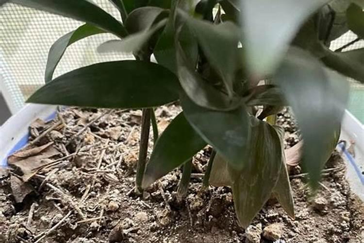 吊兰浇什么肥料合适