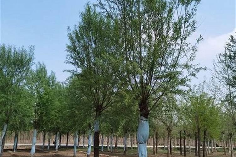 一棵两米柳树苗多少钱