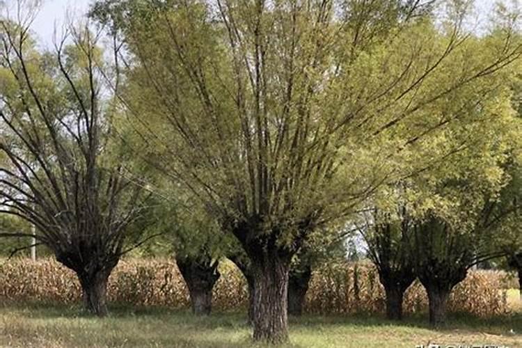 这是一棵桃树,还是柳树谢谢