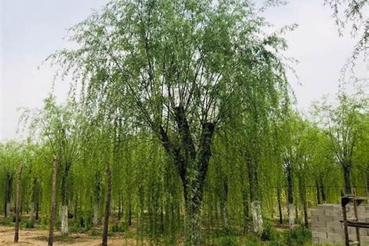 泡桐的养殖方法和注意事项