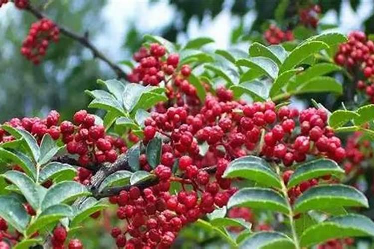 冬天寒冻花椒常刮风能拉枝上肥吗？