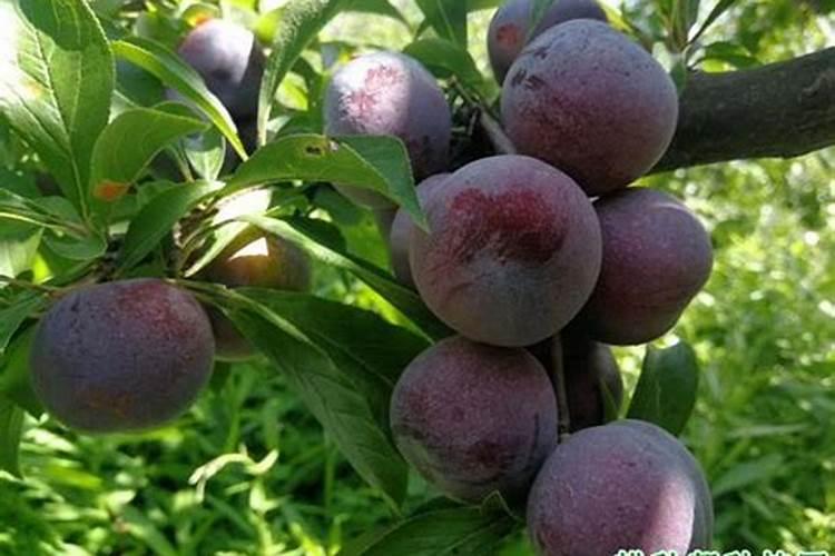 李子树根部长出的新苗挖出移栽能结果吗？