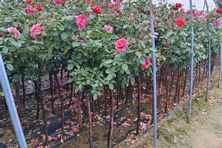 月季移栽多久施肥 月季移植后应当何时施肥？