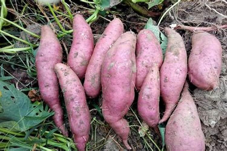 襄城红薯是哪里的