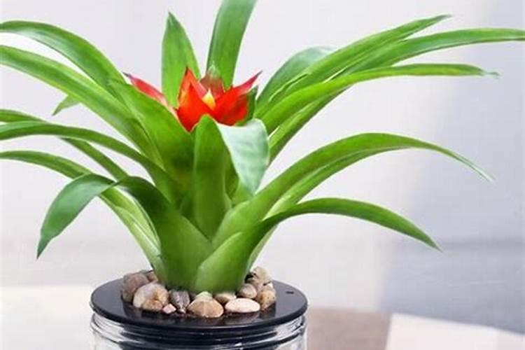 鸿运当头浇什么肥料合适