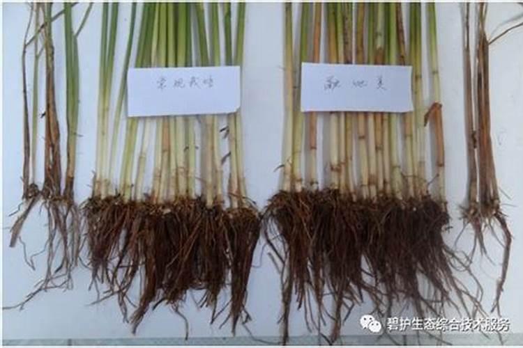 甜瓜苗,20天了叶子发黄,苗子不见长。怎么办