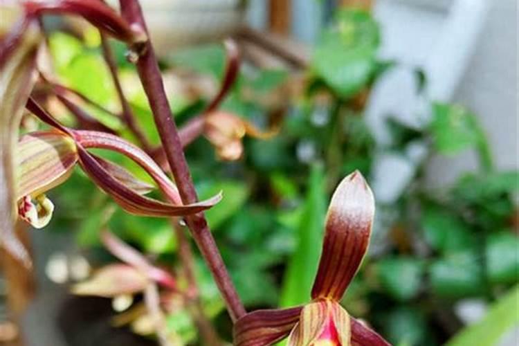 墨兰什么时候施肥