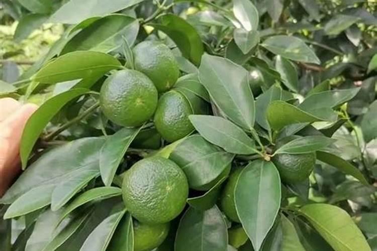 果树怎么施水溶肥？