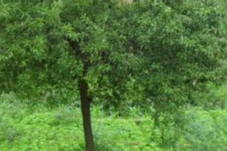 果树全年都使用水溶肥可以吗