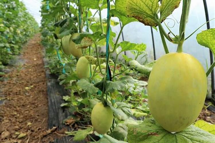 种香瓜肥料怎么施肥