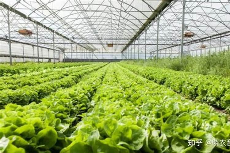 高温大棚的西红柿茎太细是怎么回事？