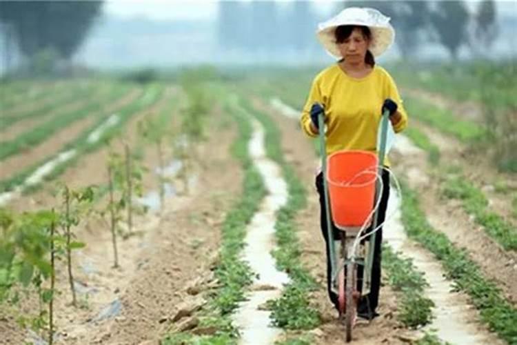 二胺用来养花可以吗？