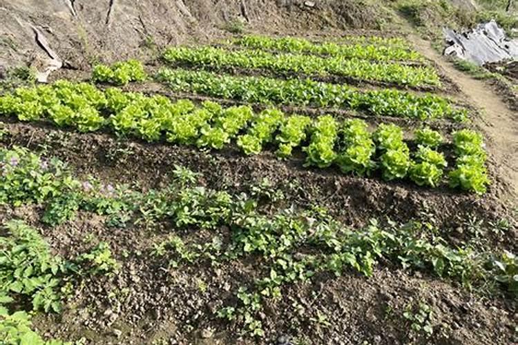 种青菜用什么肥料长得好