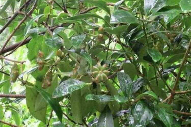 八角树用什么肥料才能有花有果？