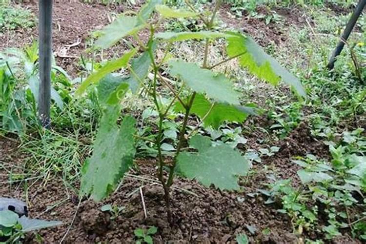 葡萄幼树怎么施肥最好？