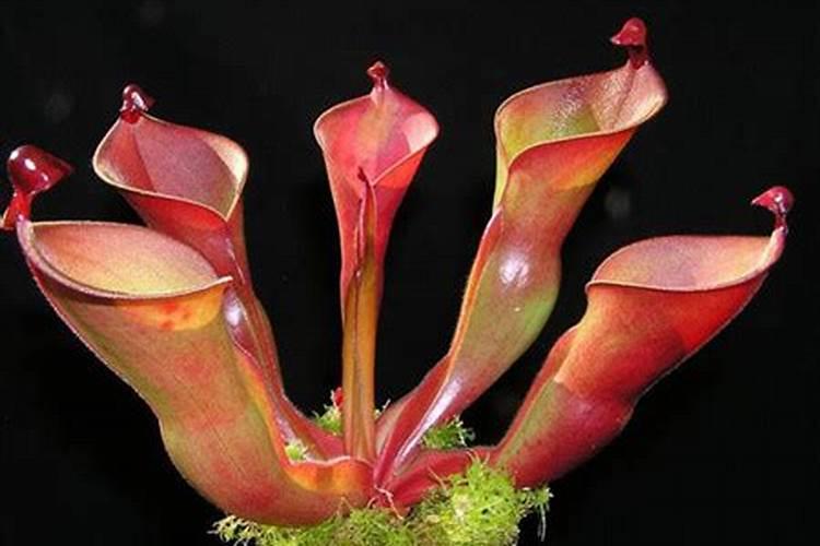 瓶子草怎么养,5个步骤养出健壮的瓶子草