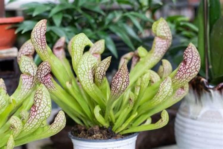 瓶子草的养殖方法和注意事项