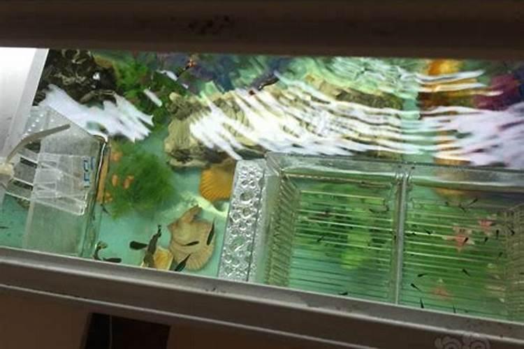 小金鱼怎么喂鱼食