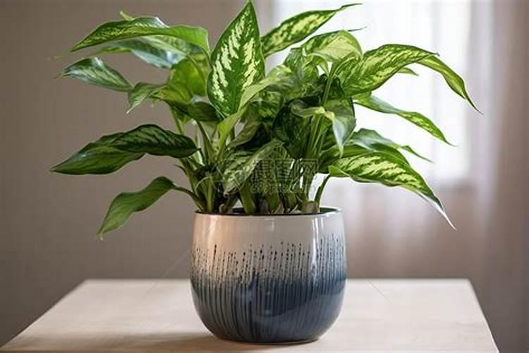 什么肥上花好 花浇什么肥料叶子长得茂盛