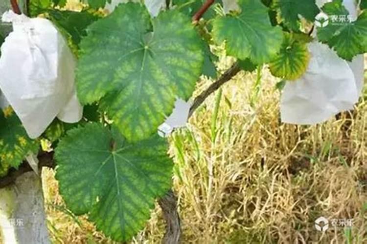 镁在葡萄树上的作用(镁肥在葡萄上什么时候用)