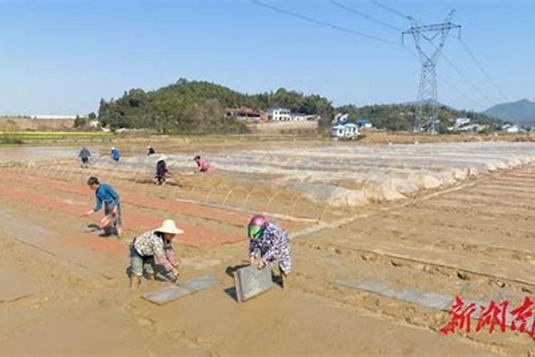 如何种植菠萝？