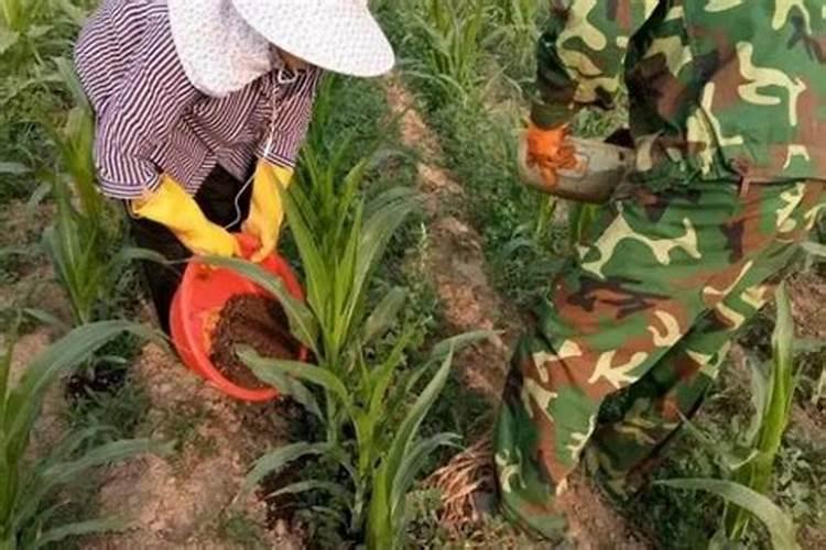 玉米中后期不追尿素可以喷液体氮肥代替吗