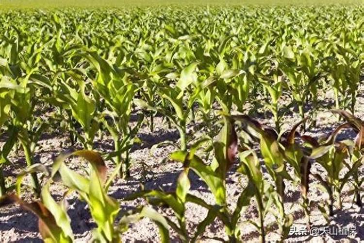 如何科学施用硅肥？