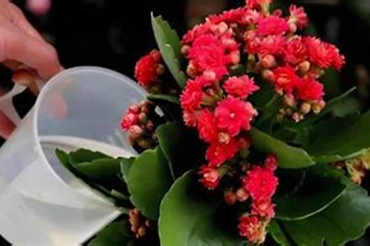 长寿花要浇什么肥最好