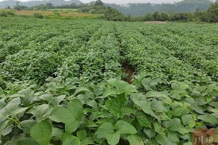 大豆专用肥是什么肥料？大豆抗病增产增收叶面喷什么好？