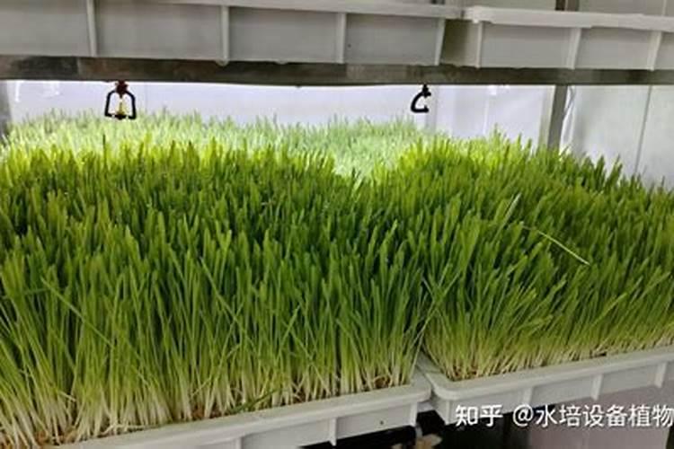 水培铜钱草施什么肥