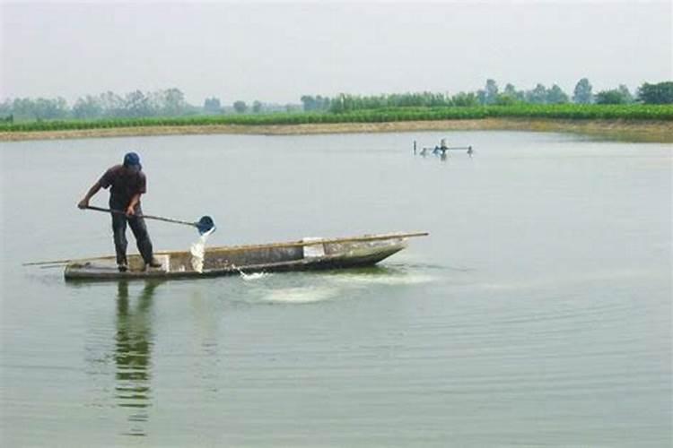 对虾养殖水绿怎么处理