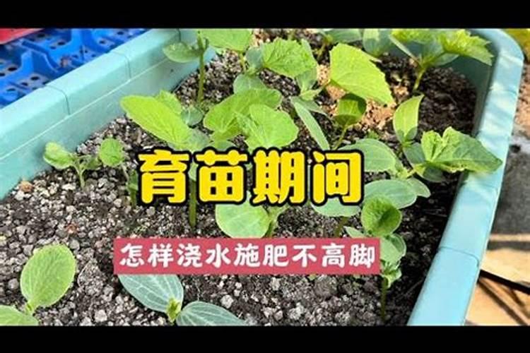 满天星花苗根茎太细了怎么办
