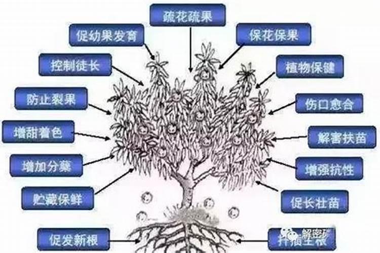 铁树喜肥吗 喜欢施什么肥料