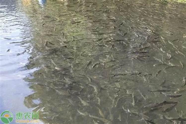 磷肥一亩地施多少