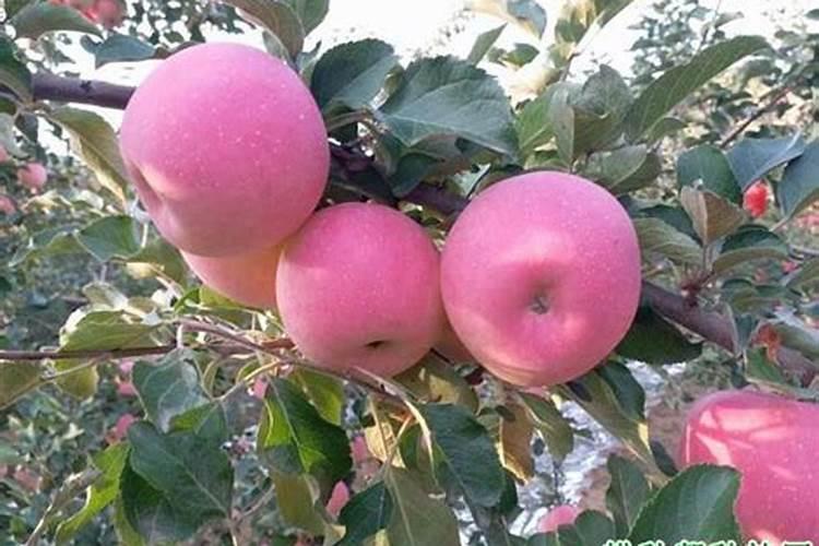 苹果树高产施肥方法和方式