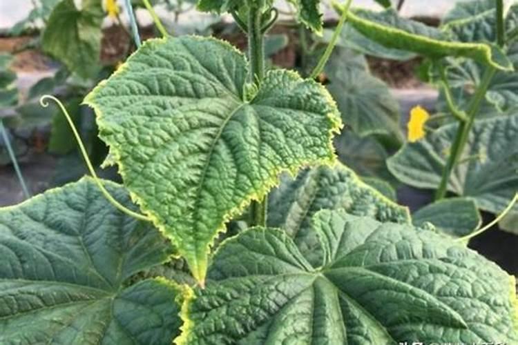 丝瓜叶片病害图片及防治