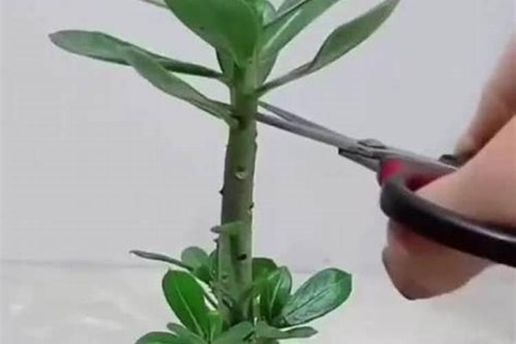 扦插玫瑰的快速生根方法