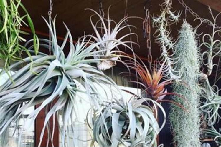 空气凤梨怎么施肥