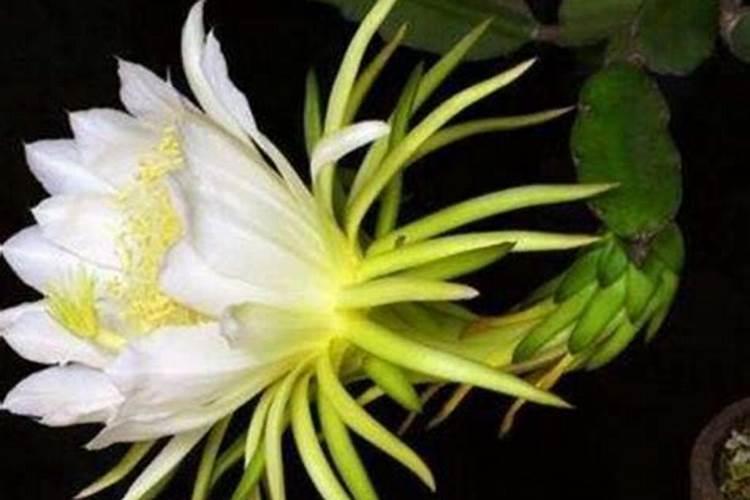 龙骨浇什么肥料