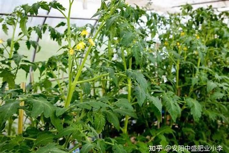 西红柿挂果后施什么肥？