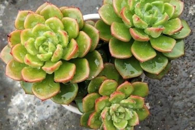 多肉施肥的最佳时间是什么时候 施肥的方法有哪些