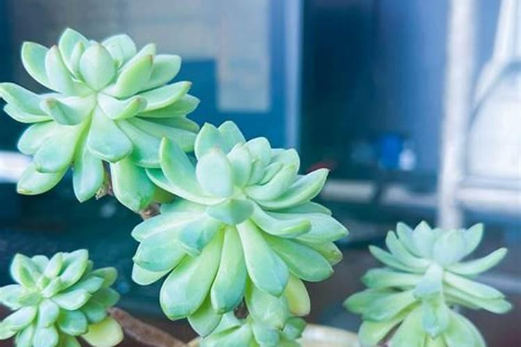 夏天可以给多肉施肥吗