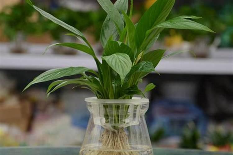 水养白掌的养殖方法和注意事项