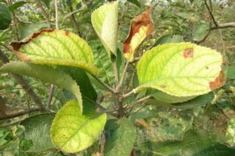 苹果树叶子干枯焦灼是什么原因