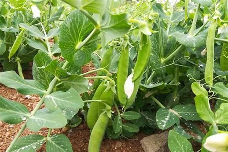 豌豆苗施什么肥料长的快长壮