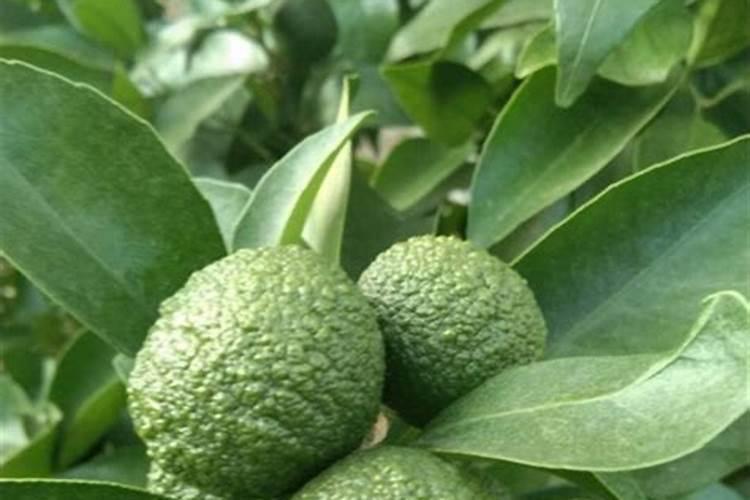 沃柑尿素肥加什么能追红