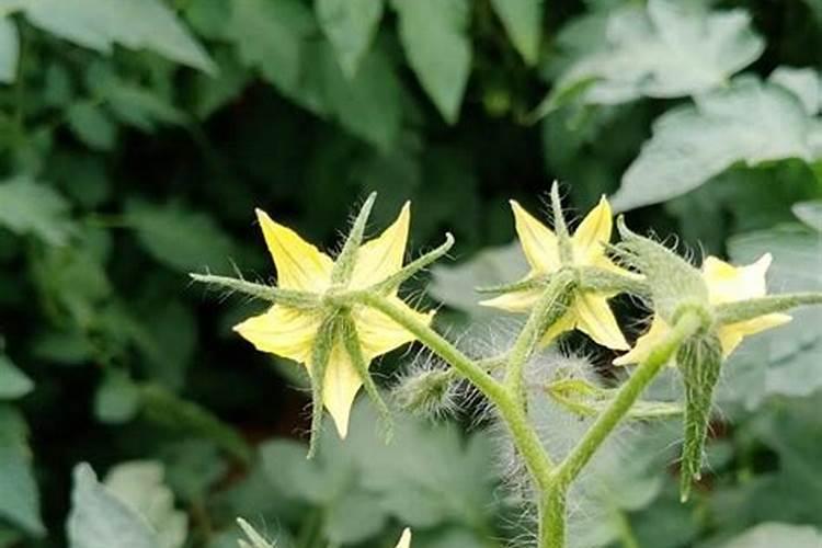 西红柿开花结果期怎么施肥和管理