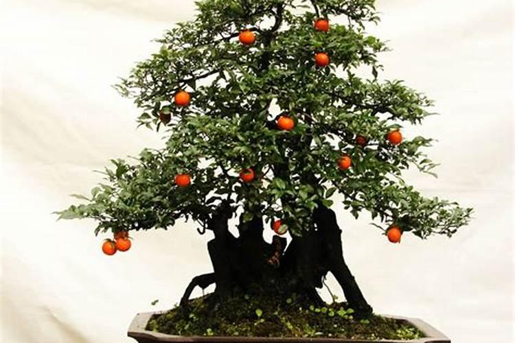 金弹子用什么肥料最好