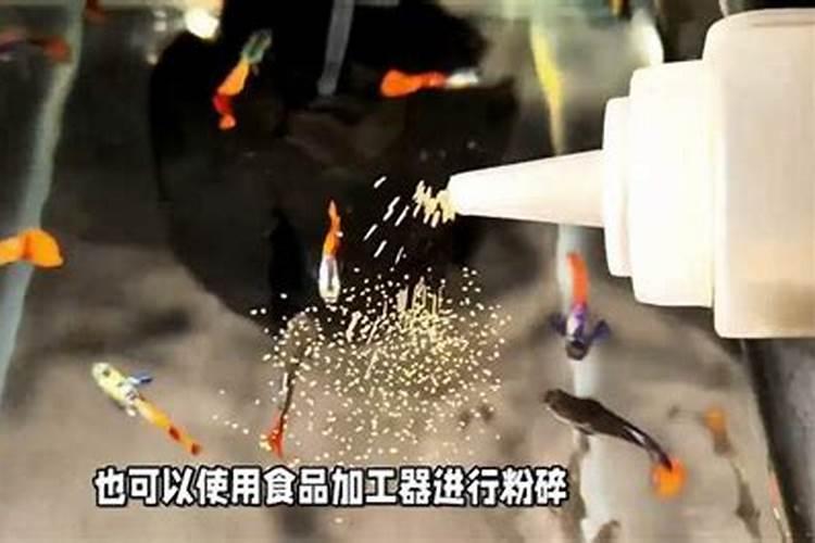 刚出生的鱼苗吃什么