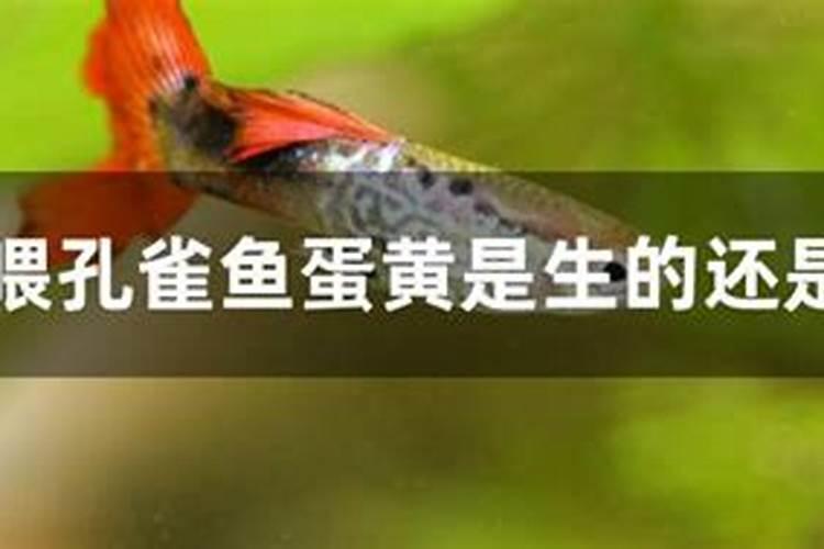 我的斗鱼打架受伤了,听说给鱼吃含蛋白质东西好的快,可以给鱼吃鸡蛋吗...